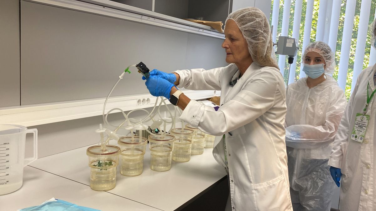 biotehnologii vegetale